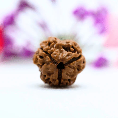 3 Mukhi Nepali Siddh Rudraksha | Agni Rudraksha for Karma Cleansing & Stress Relief
